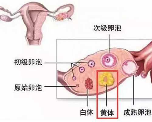 沈阳代怀代生机构-2011清宫表